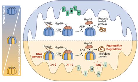 Function Of Hsp10 In Protein Folding Whit By Taking Atp Download