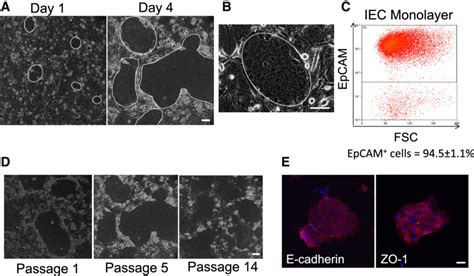 Mouse Small Intestinal Epithelial Cells Divide And Maintain Morphology