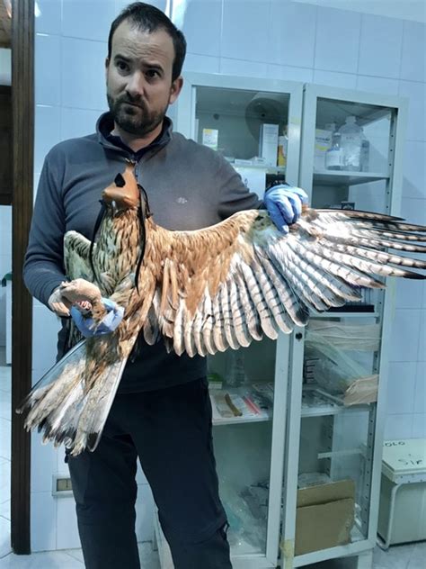 Caltanissetta Torna A Volare Unaquila Di Bonelli Eco Di Sicilia