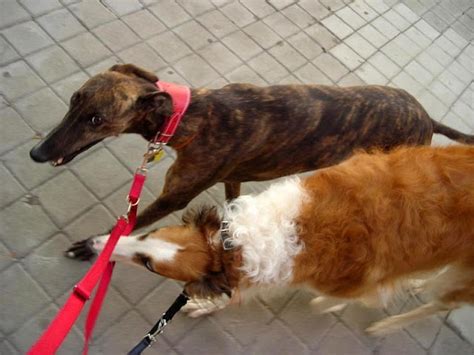 Mis Galgas Yo Y The Ruby Slippers Junio