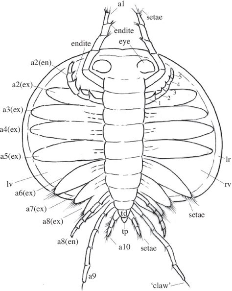 Figure 2 From Soft Part Anatomy Of The Early Cambrian Bivalved