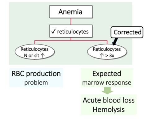 Hemolytic Anemias Part 1 Flashcards Quizlet