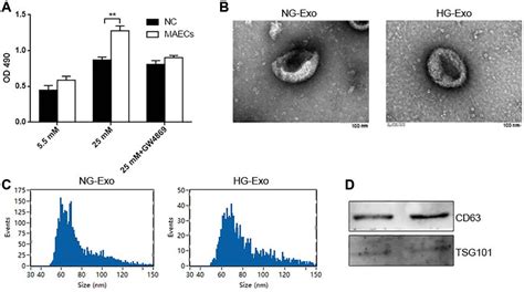 Figure 1 From Endothelial Cell Derived Exosomal Circhipk3 Promotes The