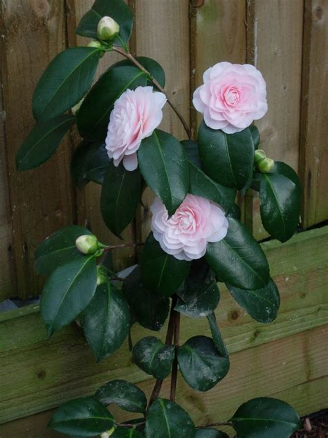 Camellia Japonica Ave Maria Camellia Plant Camellia Flowers