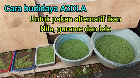 Pakan Alternatif Cara Budidaya Azola Untuk Pakan Ikan Nila Gurame Dan