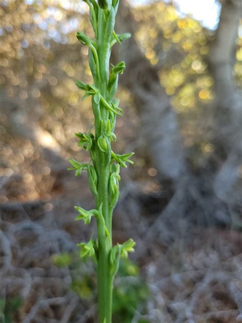 Piperia Michaelii Calflora