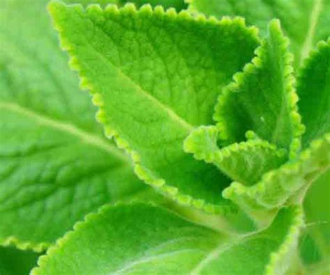 Ajwain Plant – Grace of God