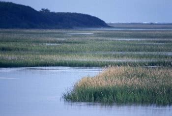 Salt Marsh | Definition, Ecosystem & Importance | Study.com