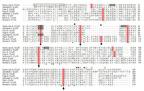 A Amino Acid Sequence Alignment Of Il 12 P35 From Several Teleost