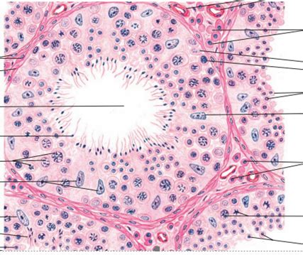 Diagram Of Histology Male Repro Tract Quizlet