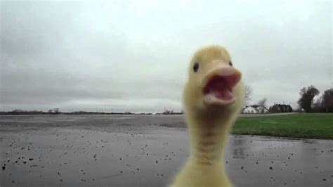 Duckling Runs After Guy Youtube