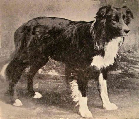 Border Collie History From Old Hemp To New Beginnings Colliepoint