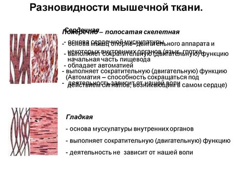 Ткани. Гистология – наука о тканях - online presentation