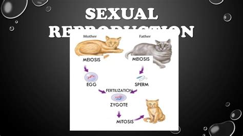 Sexual Reproduction In Cats