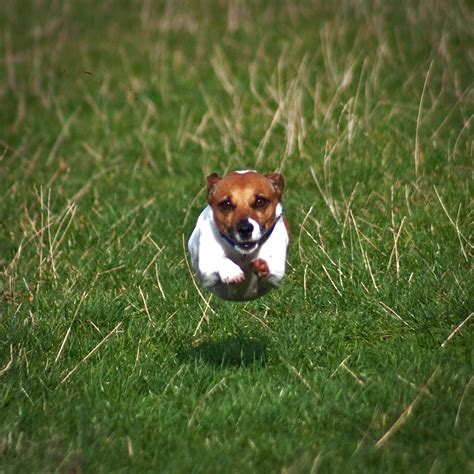 Jack Russell Terrier - Pictures, Information, Temperament ...