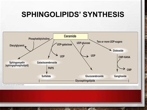 Ppt Sphingolipids And Myelin Structure Powerpoint Presentation Free Download Id8756254