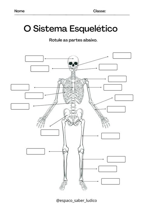 O sistema esquelético Skeletal system worksheet Learning worksheets