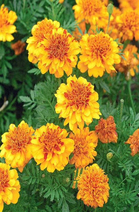 How To Care For Marigold Plants A Brief Guide