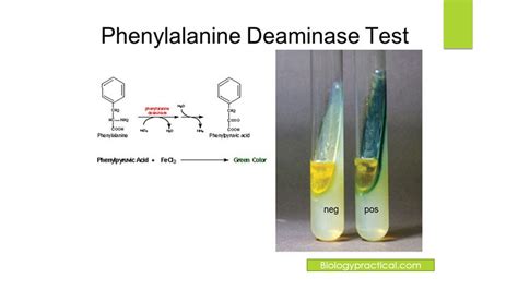 phenylalanine deaminase test principle requirements procedure