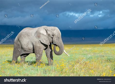 Elephants Sea Ngorongoro Crater Stock Photo 2181203223 Shutterstock
