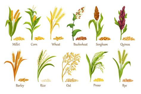 Premium Vector Grass Cereal Crops Agricultural Plant Vector Illustration Set Heap Grains