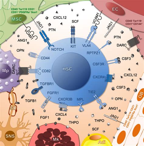 Frontiers The Hematopoietic Bone Marrow Niche Ecosystem