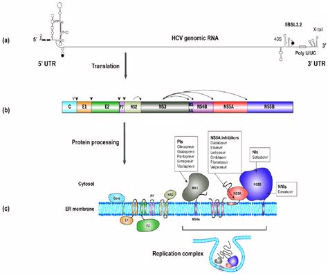 The Synthesis Of The Hepatitis C Virus Hcv Proteins A The Start