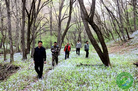 麦草沟省级自然保护区管护中心开展林长巡林工作 麦草沟管护中心 甘肃省小陇山林业保护中心官方网站