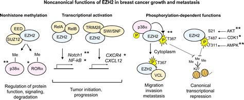 Noncanonical Functions Of The Polycomb Group Protein EZH2 In Breast