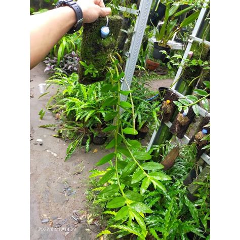 Jual Anggrek Dendrobium Anosmum Gigantea Shopee Indonesia