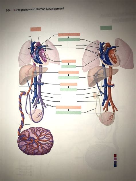 Circulation Of Fetus And Newborn Diagram Quizlet