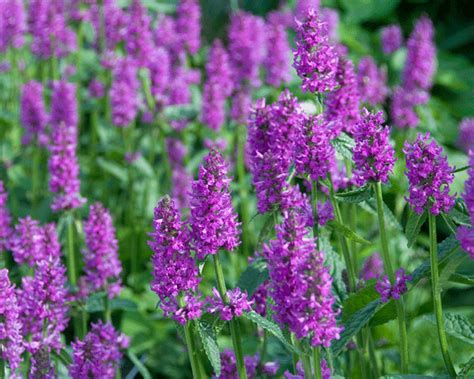 Stachys monieri Hummelo bare roots — Buy 'Alpine Betony' online at ...