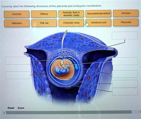 Solved Correctly Label The Following Structures Of The Placenta And