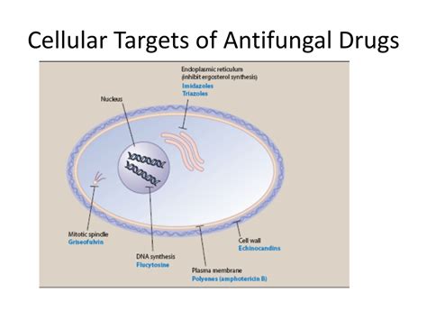 Ppt Antifungal Drugs Powerpoint Presentation Free Download Id9674048