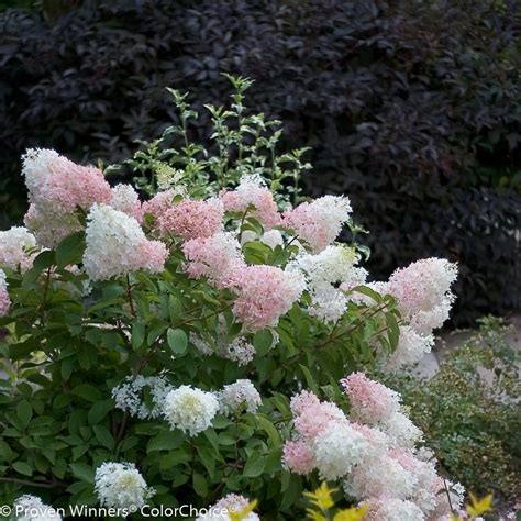 Hydrangea Varieties You Ll Love Hgtv