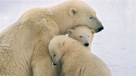 Polar bears cuddling-June 2013 Bing wallpaper Preview | 10wallpaper.com