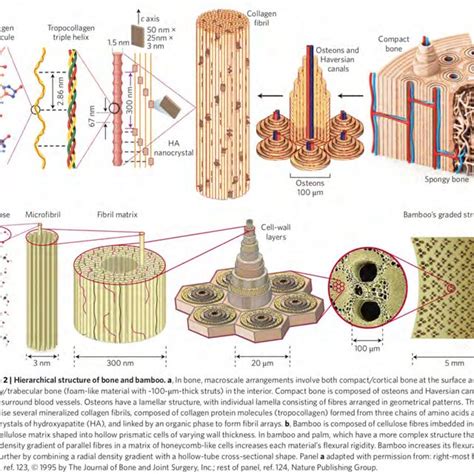 The Fascinating Complex Hierarchical Structure Of Bone And Bamboo