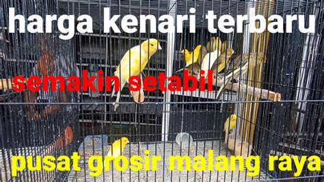 Update Harga Kenari Terbaru 8 Juli 2023 Pusat Grosir Kenari Malang