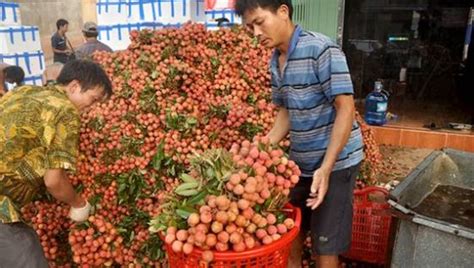 越南仍有大量荔枝销往中国 相当于往年销售量 中文国际 中国日报网新浪新闻