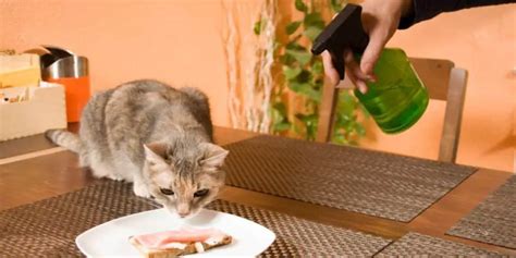 Raisons Pour Lesquelles Vous Ne Devriez Jamais Arroser Les Chats Avec