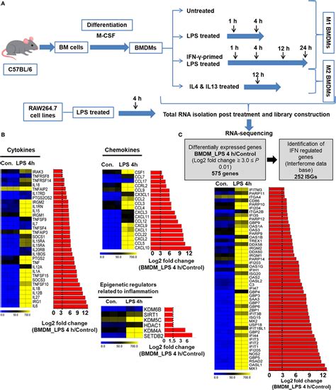 Frontiers High Resolution Mapping And Dynamics Of The Transcriptome