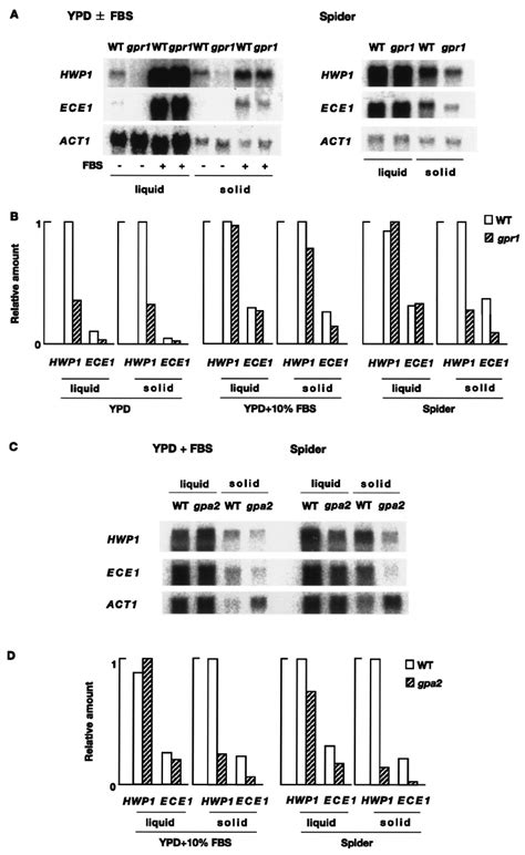 Gpr1 And Gpa2 Are Required For The Glucose Dependent CAMP Spike The