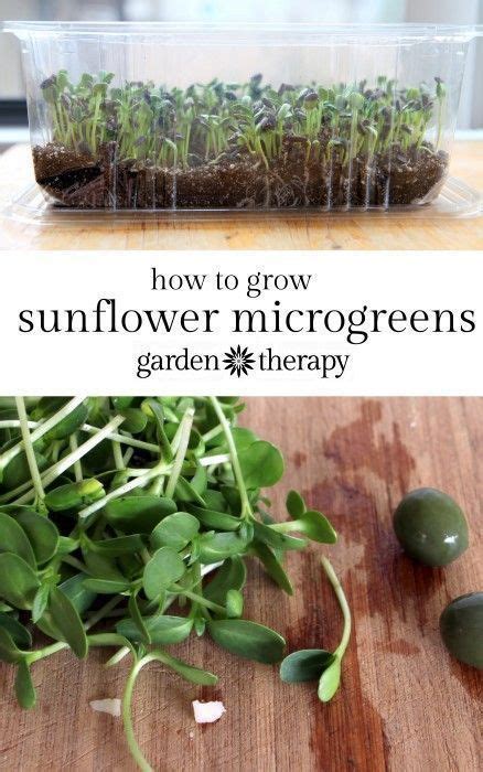 How To Grow Healthy Sunflower Microgreens In 2 Weeks Garden Therapy Growing Sunflowers