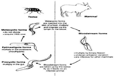 The general summary of the life cycle of Trypanosomes showing the... | Download Scientific Diagram