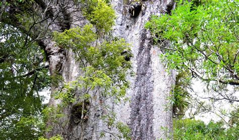 Our New Zealand Adventures: Waipoua Forest