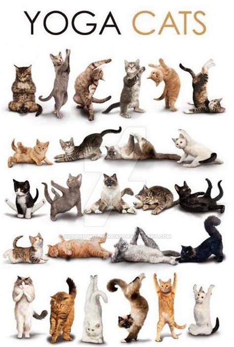 Inspirierend Cat Poses Yoga - Yoga x Poses