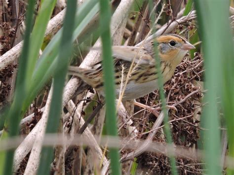 Le Conte S Sparrow As Promised Here S A Shot Of The Le Co Flickr