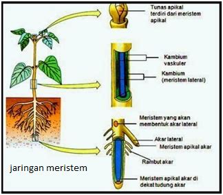 Gambar Struktur Jaringan Meristem Pada Tumbuhan – cari