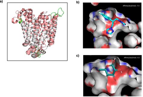 Fluconazole Displays A Strong Predicted Affinity For The Glucose