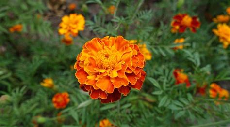 Are Marigolds Annual Biennial Or Perennial Plants